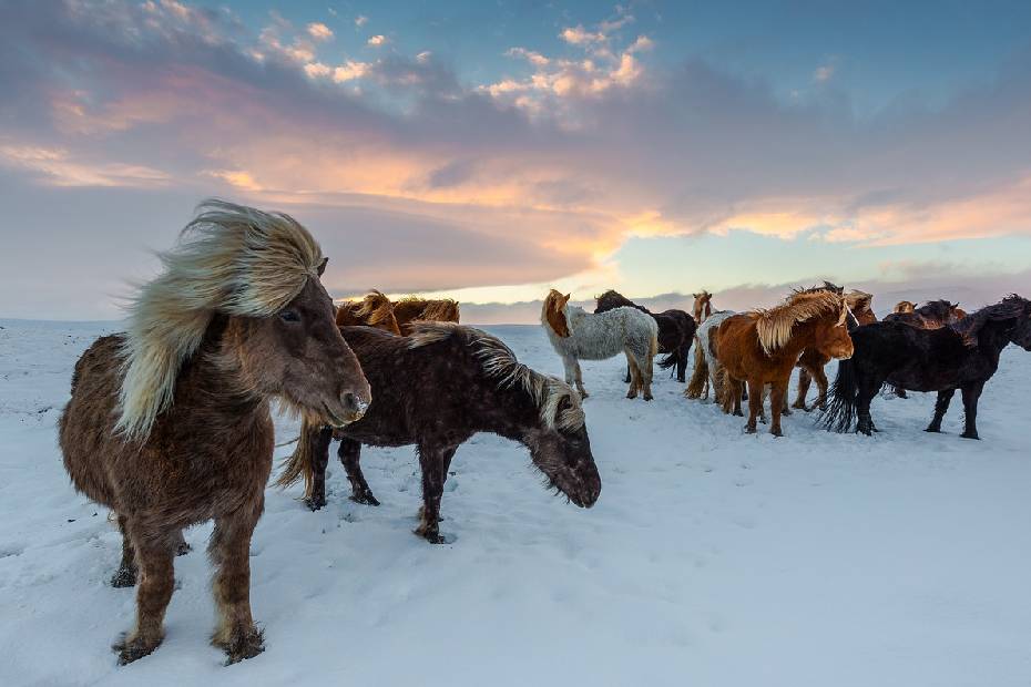 Troupeau de chevaux islandais