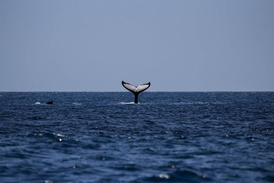 Baleine à bosse | Islande