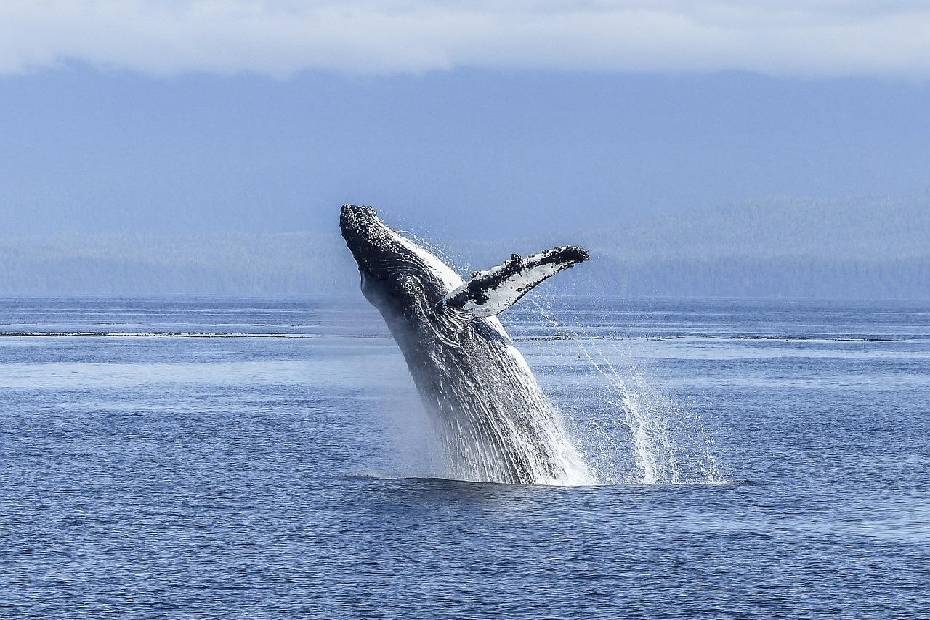Baleine à bosses | Islande